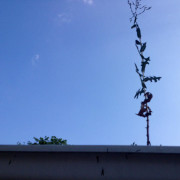 gutter with plants